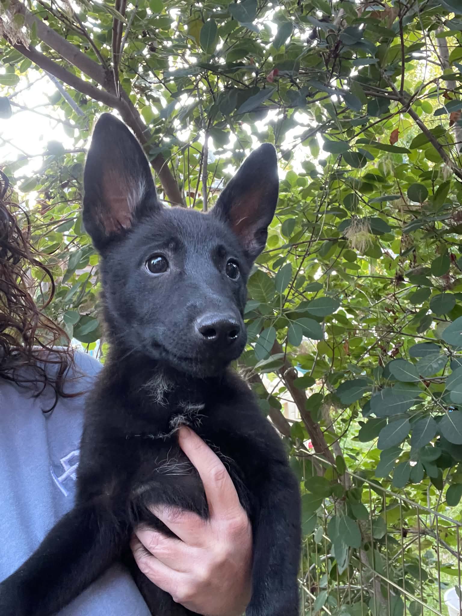 Sorry - German Shepherd Dog