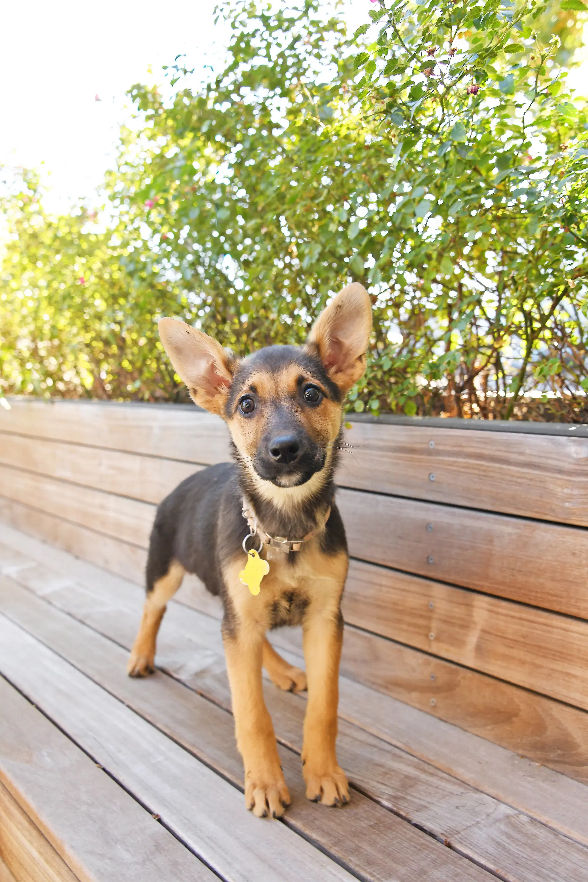 Lucy Ears image 1