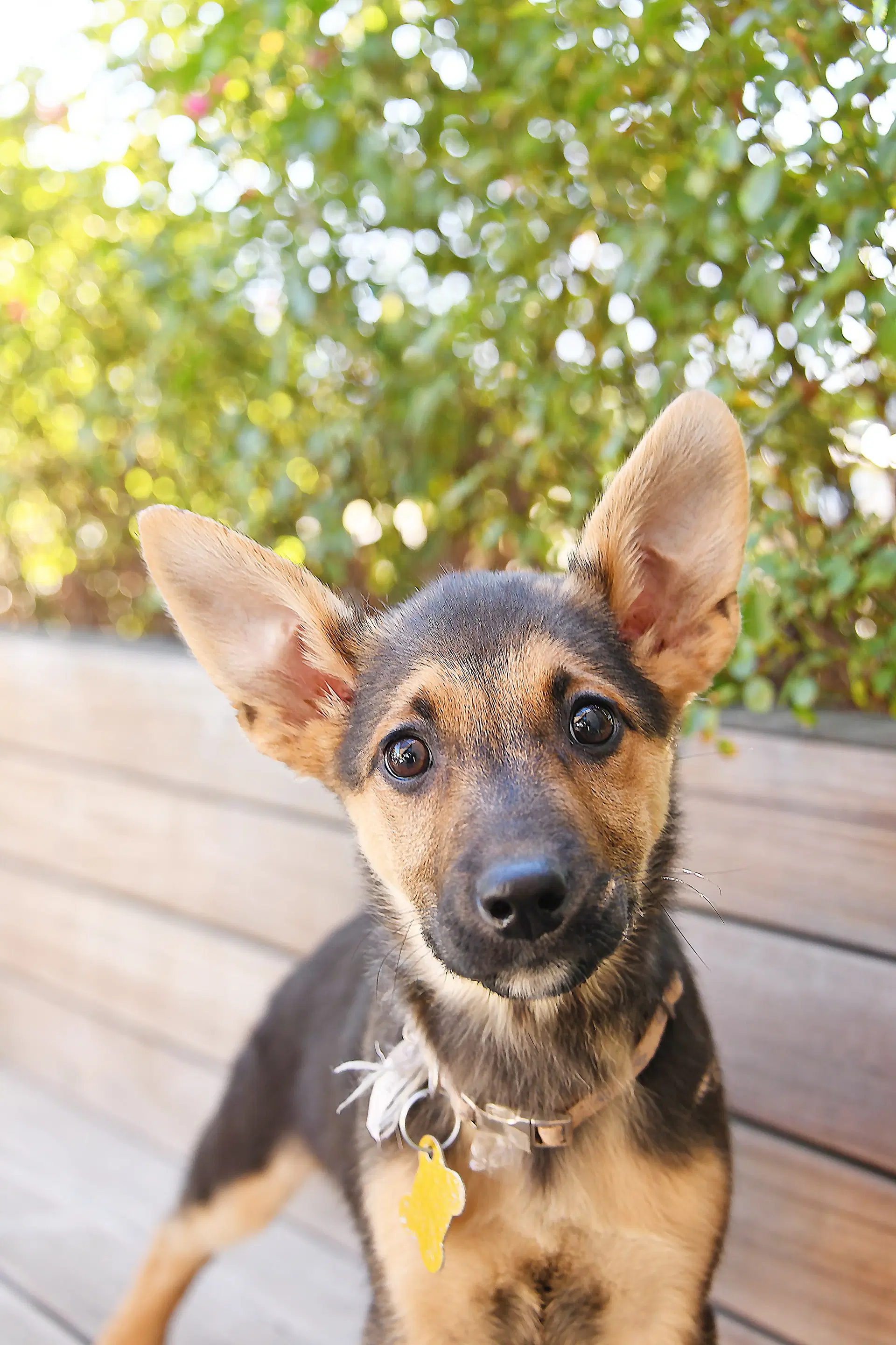 Lucy Ears image 2