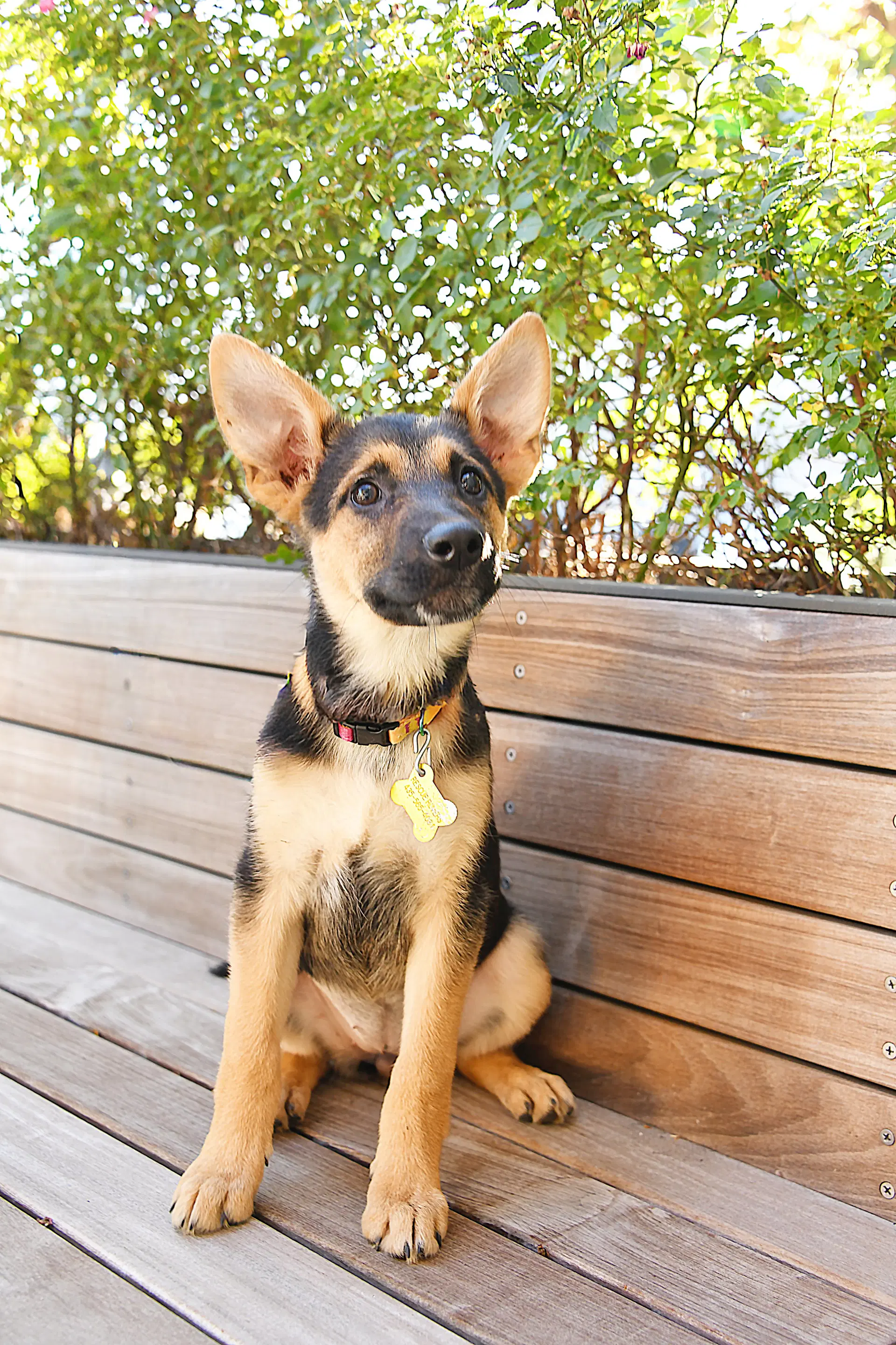 Laurel Ears - German Shepherd Dog