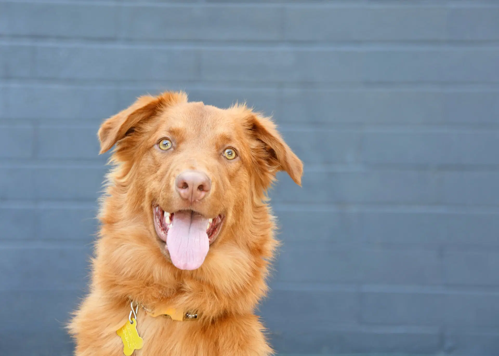 Weiser - Retriever