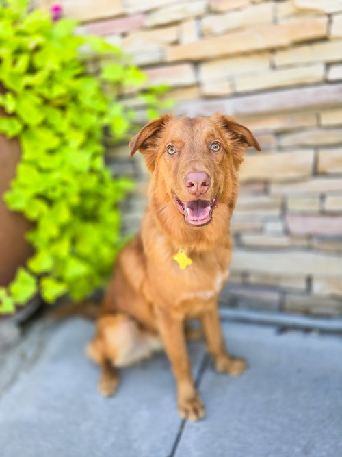 Weiser, a dog for adoption from Rescue Rovers Dog Adoptions