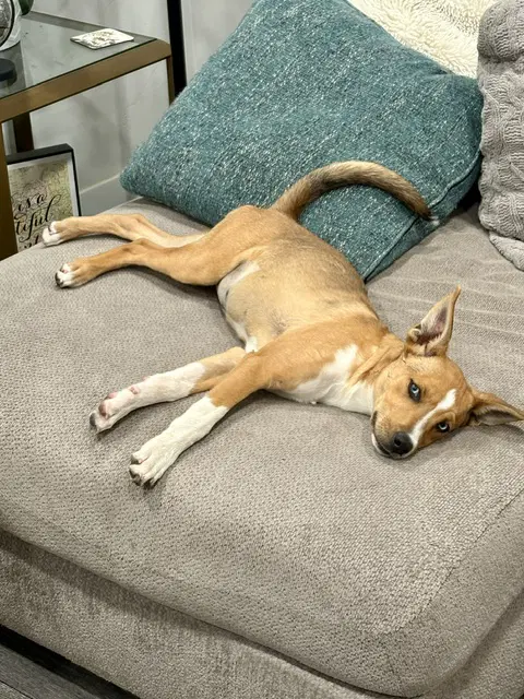 Foxy Roxy image 2