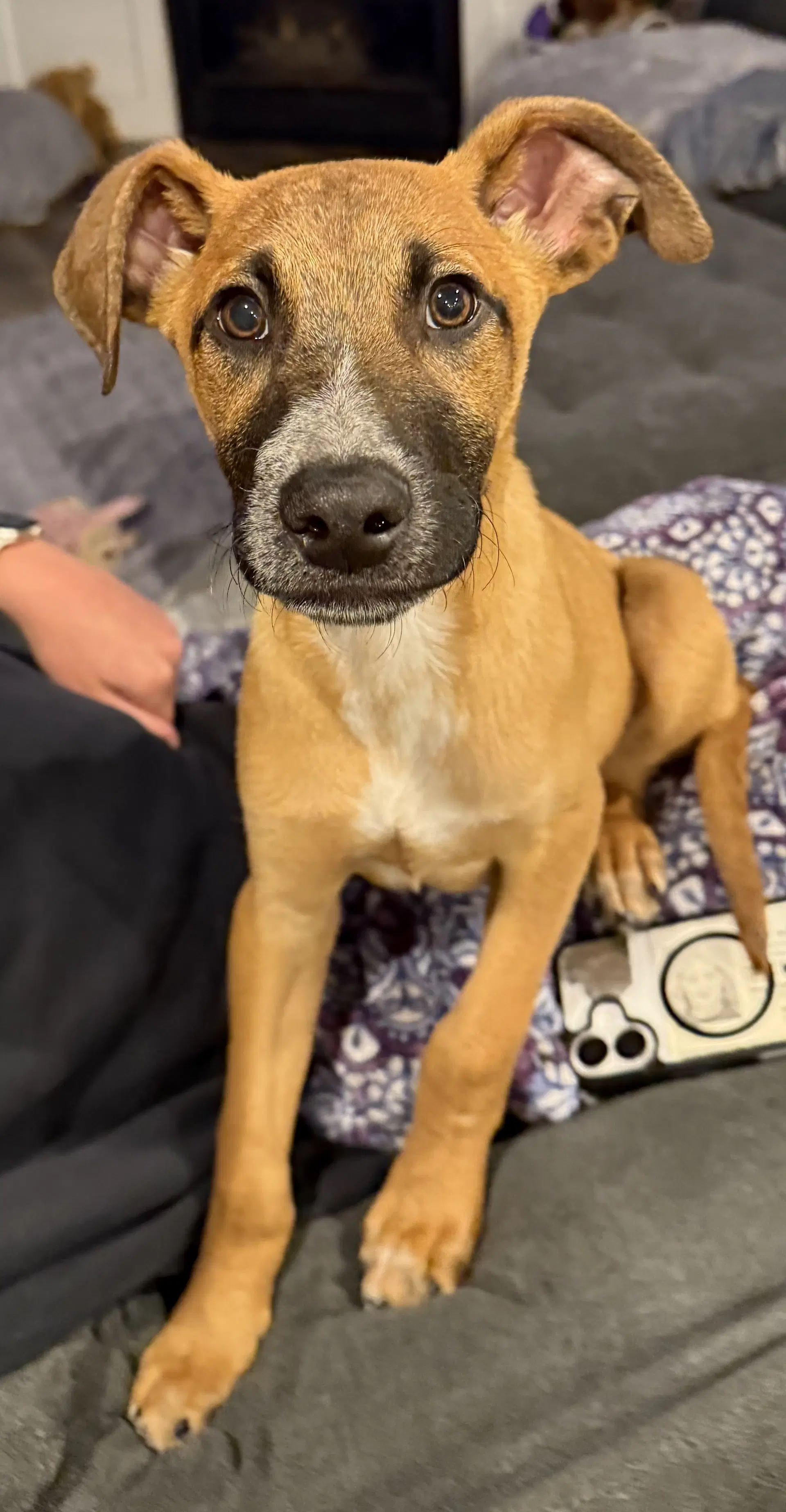The Grat Hambino - Australian Cattle Dog/Blue Heeler