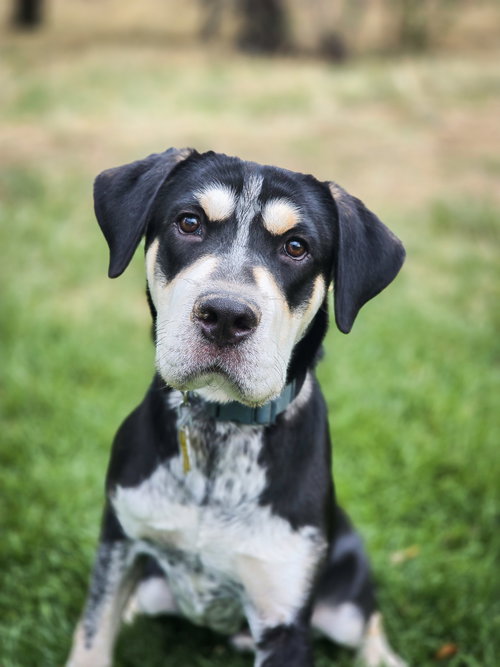 Bonzai, a dog for adoption from Rescue Rovers Dog Adoptions
