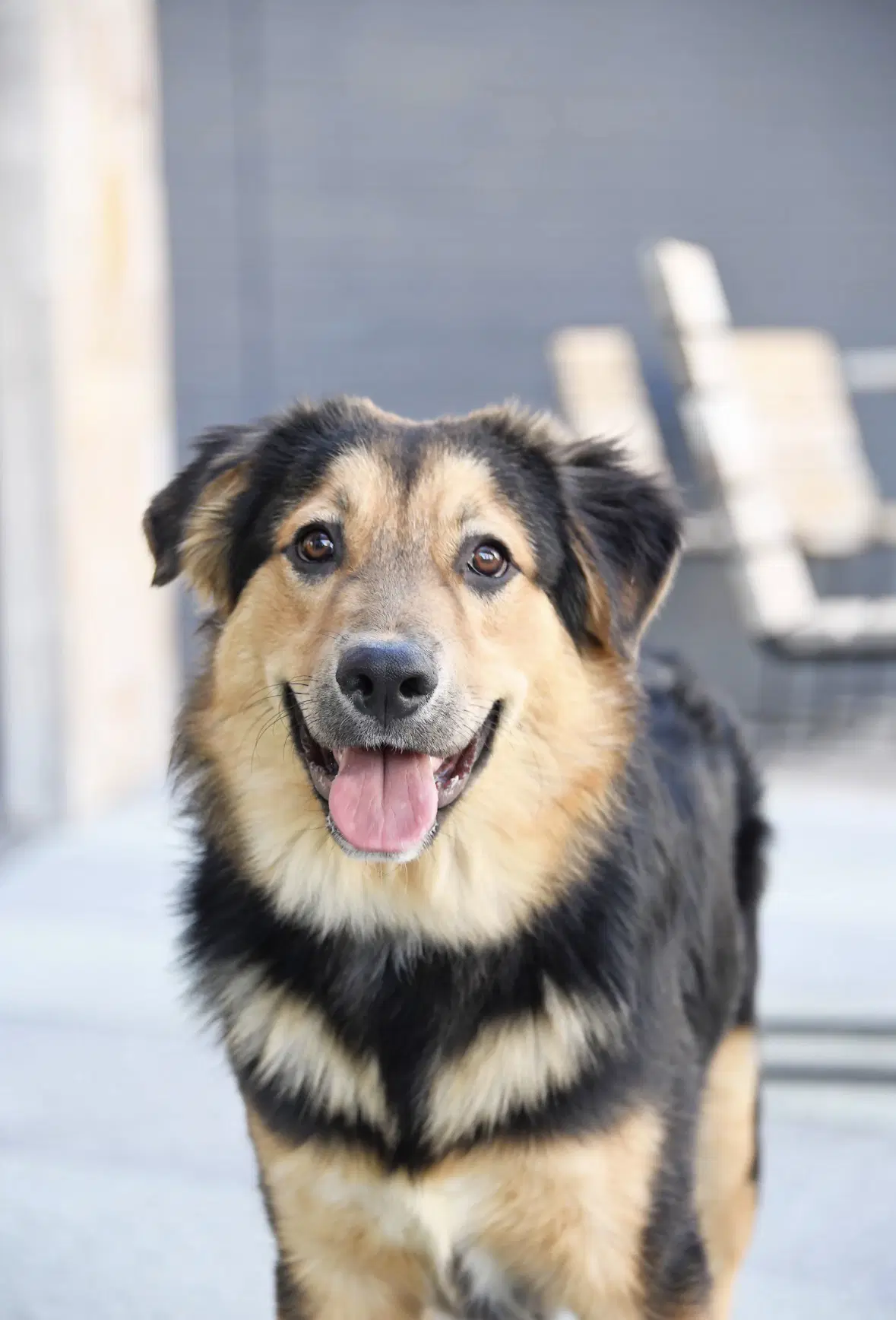 Zuess - Australian Shepherd
