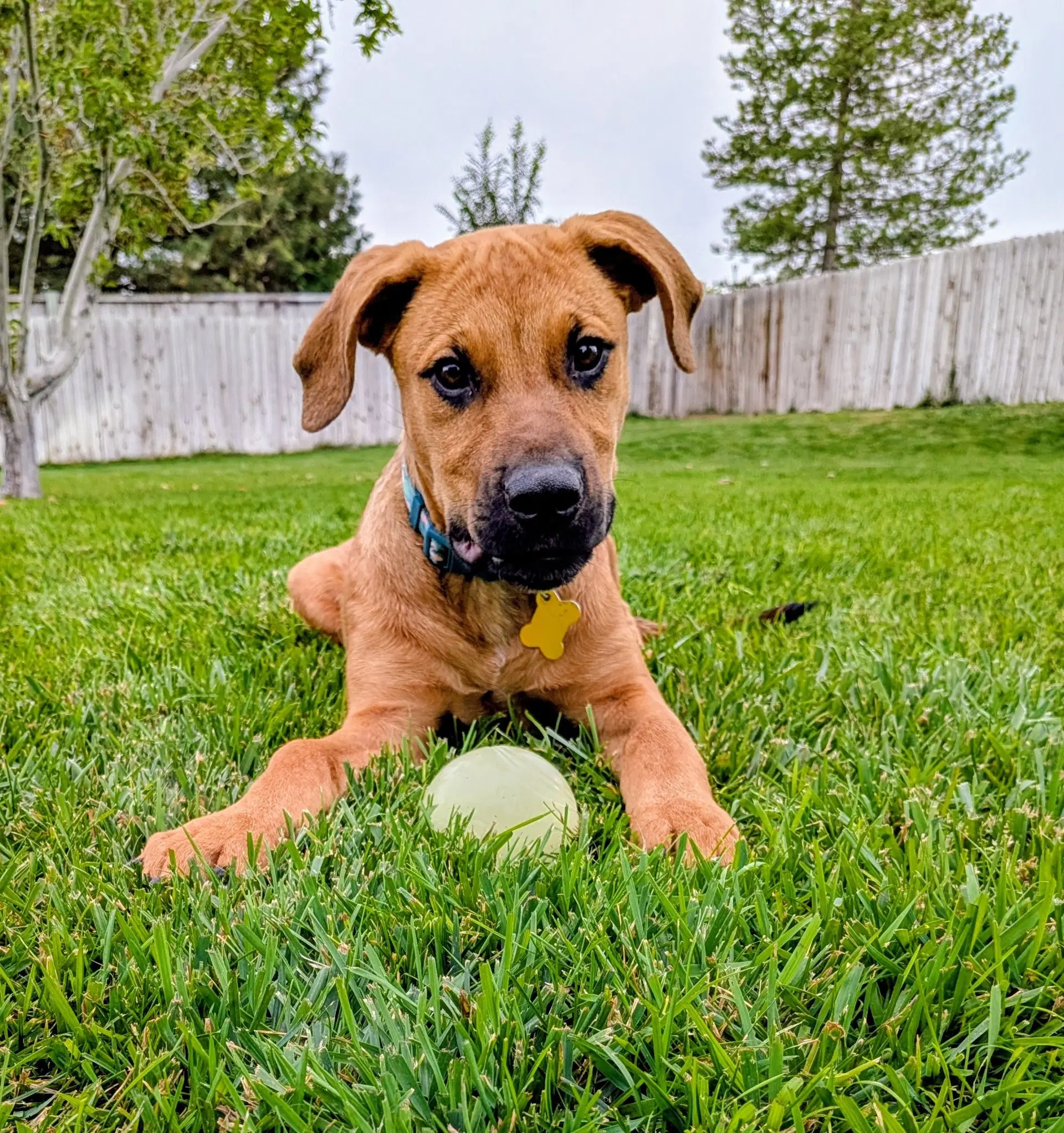 Artie Marie - Hound