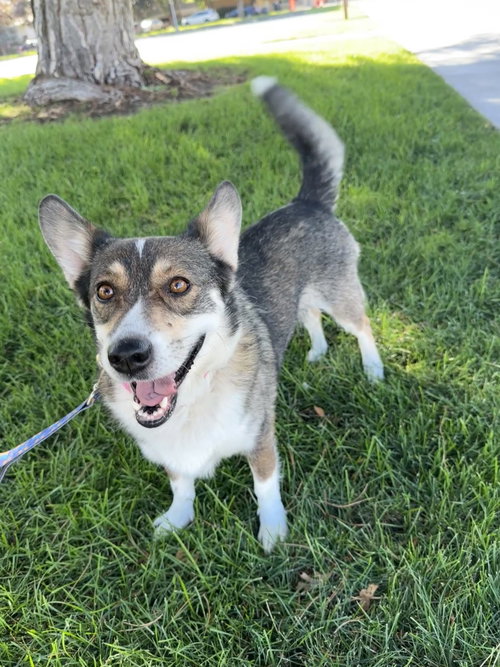 Sandy B, a dog for adoption from Rescue Rovers Dog Adoptions