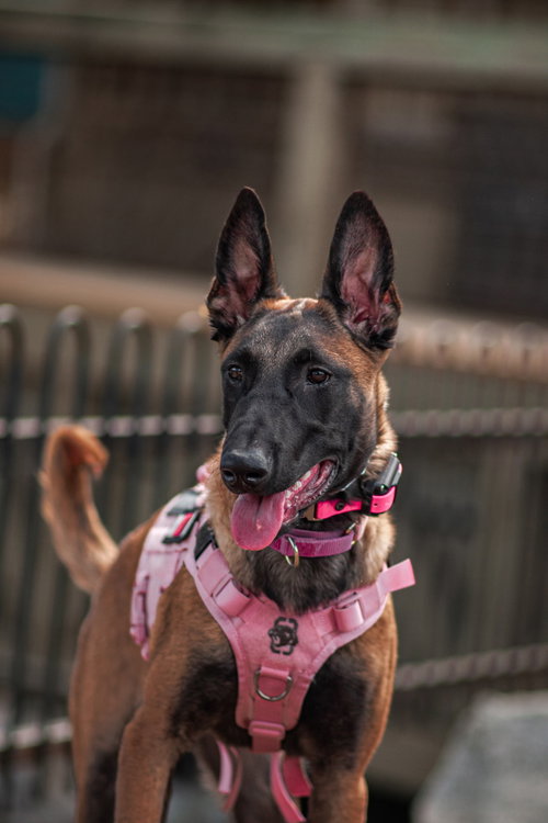 Gatorade, a dog for adoption from Rescue Rovers Dog Adoptions