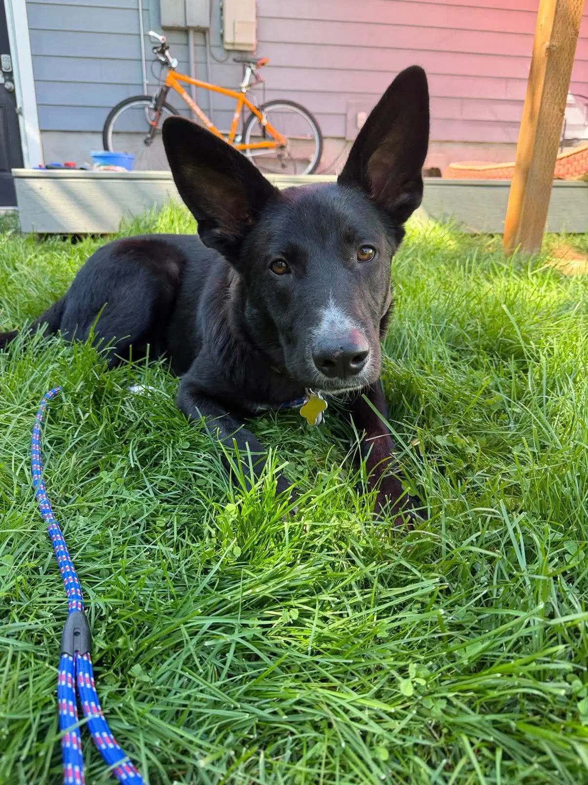 Moby - Shepherd