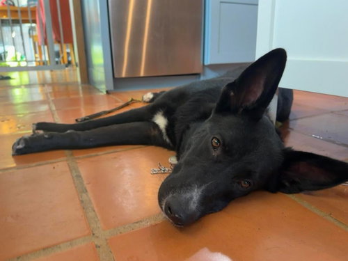 Photo 3 of Moby