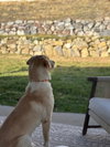 Tula