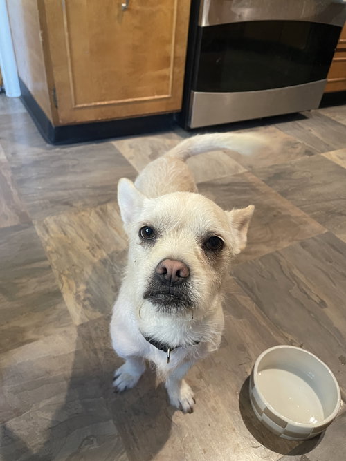 Cocoa Nut, a dog for adoption from Rescue Rovers Dog Adoptions