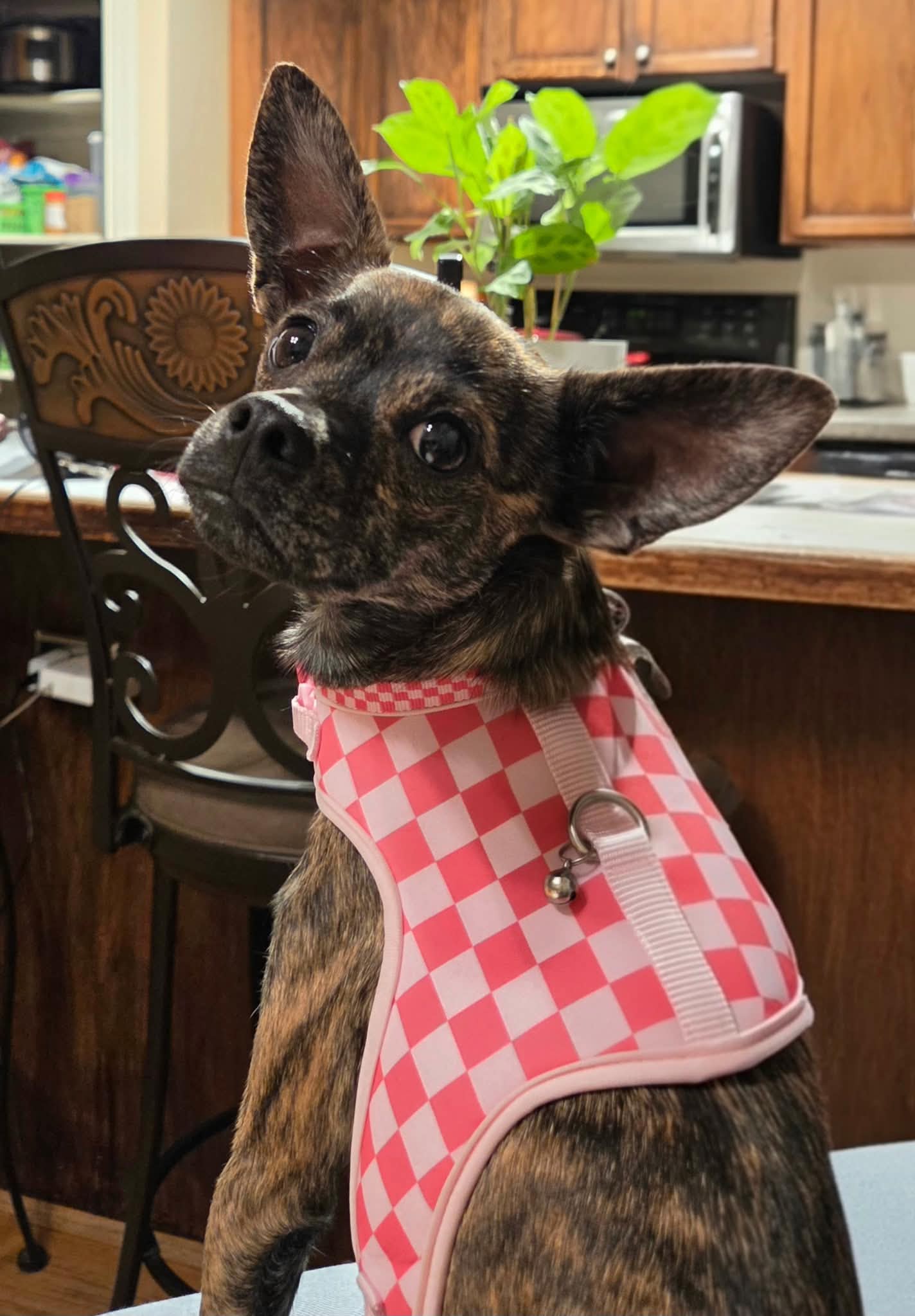 Figgie Smalls, photo 9