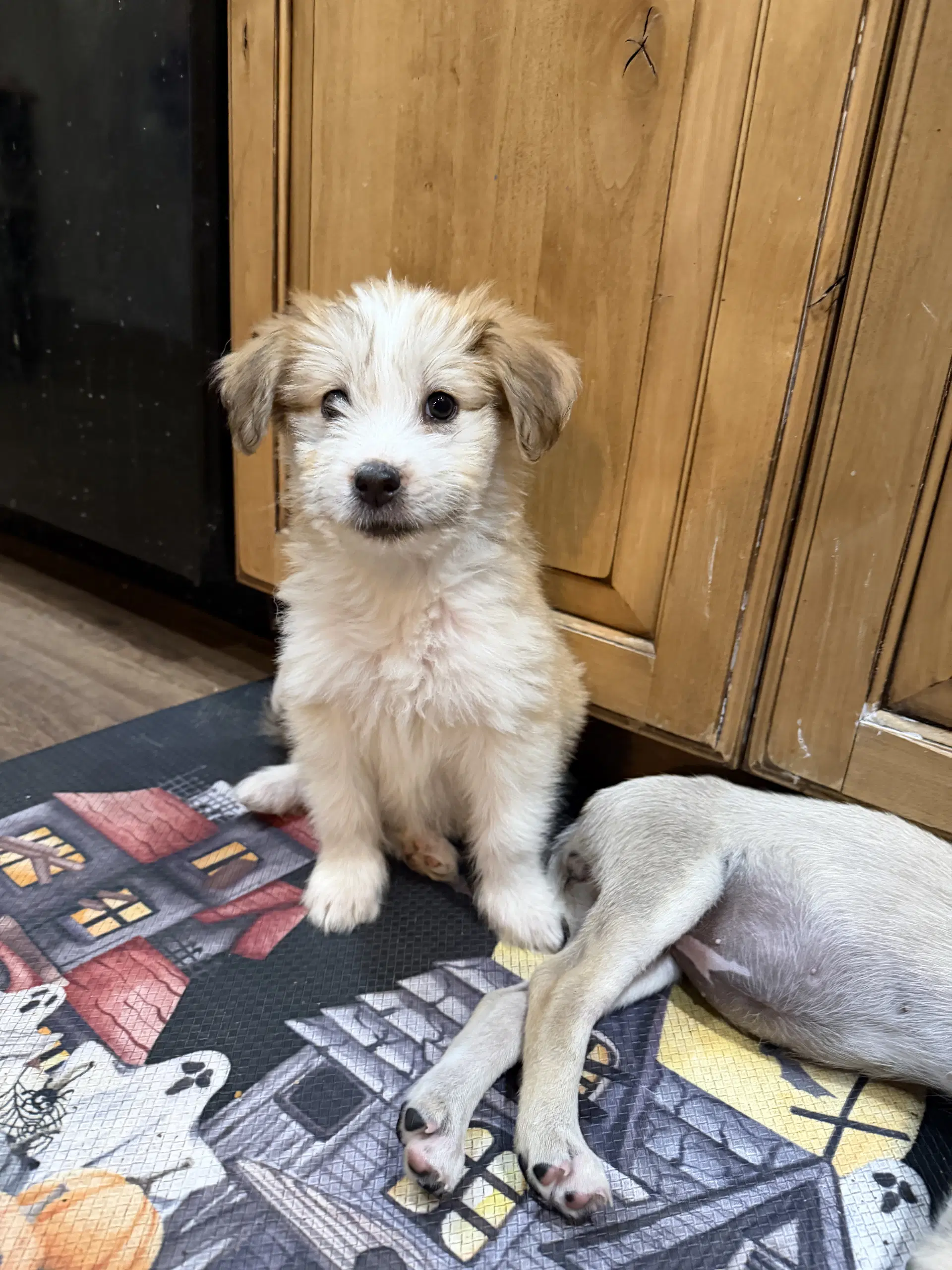 Batty Boy - Terrier