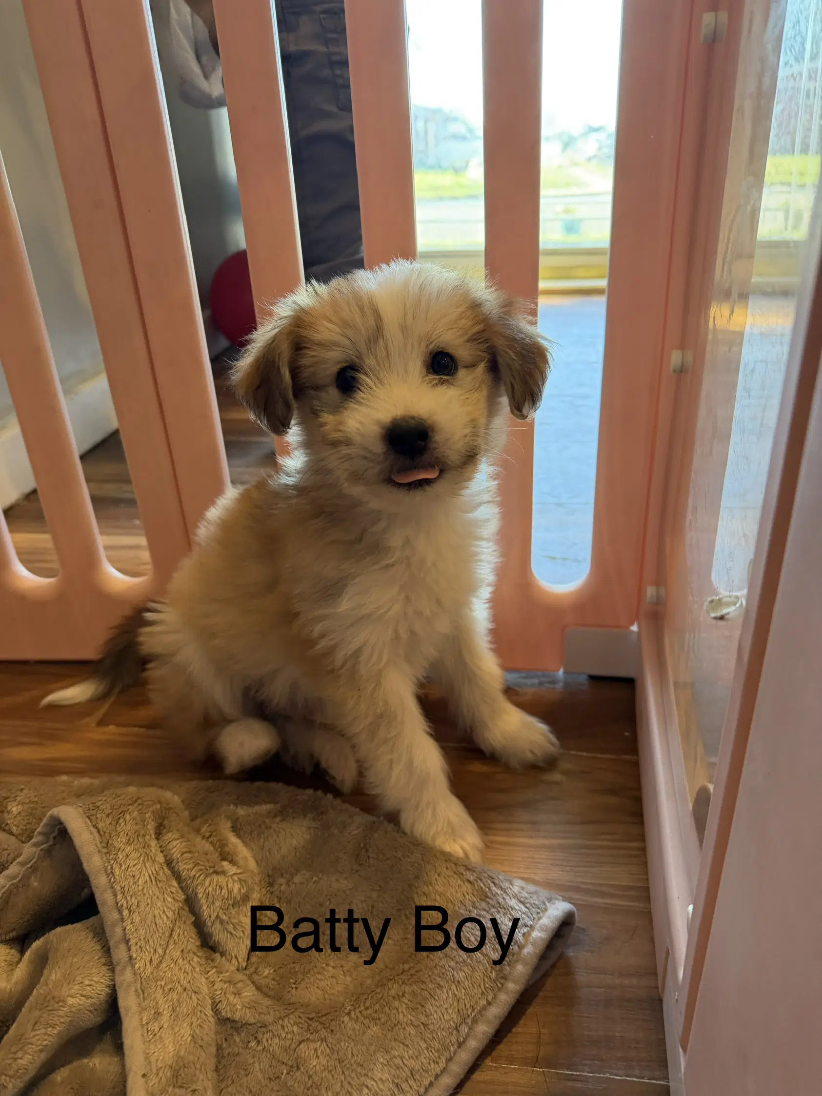 Batty Boy image 2