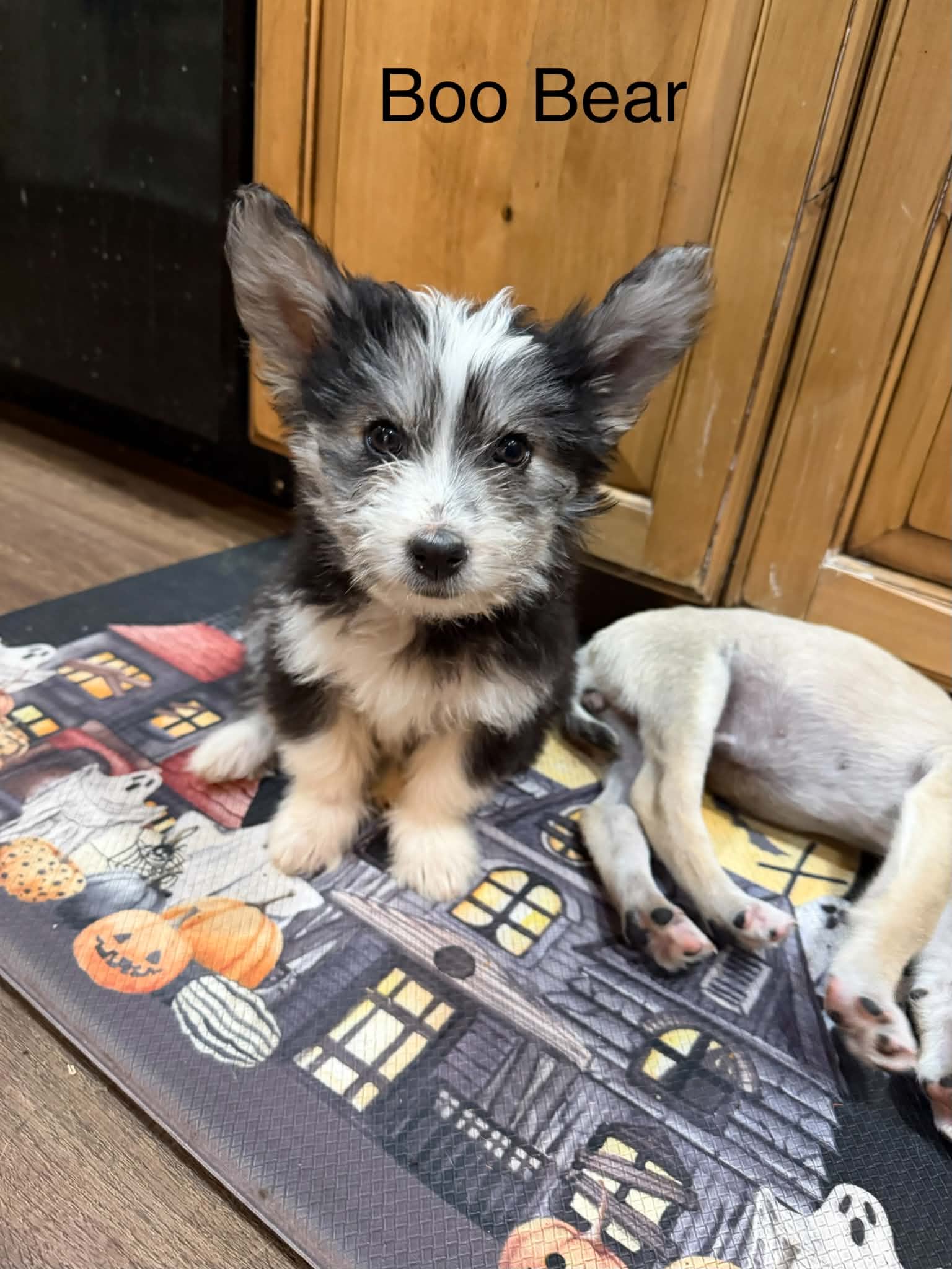 Boo Bear - Terrier