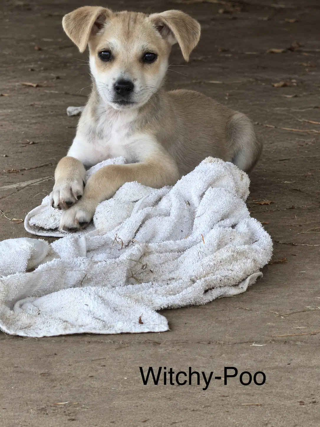 Witchy Poo - Terrier