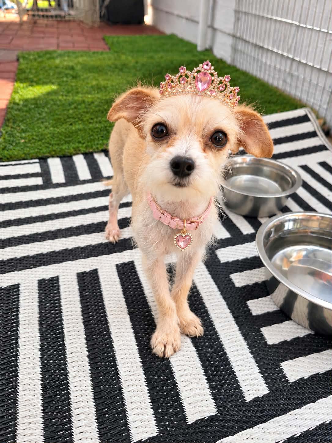 Katara Leche - Terrier