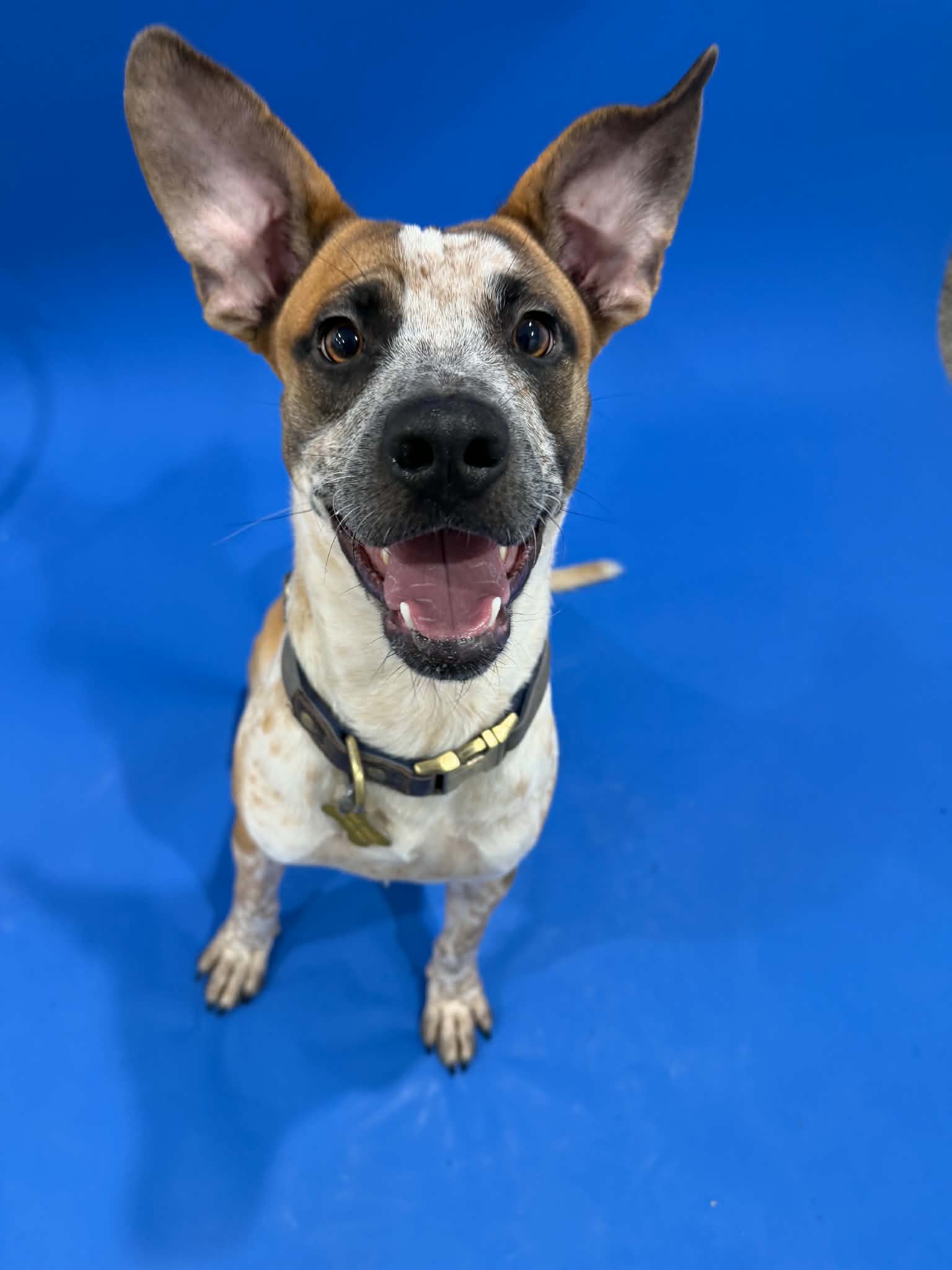 Riddle - Cattle Dog
