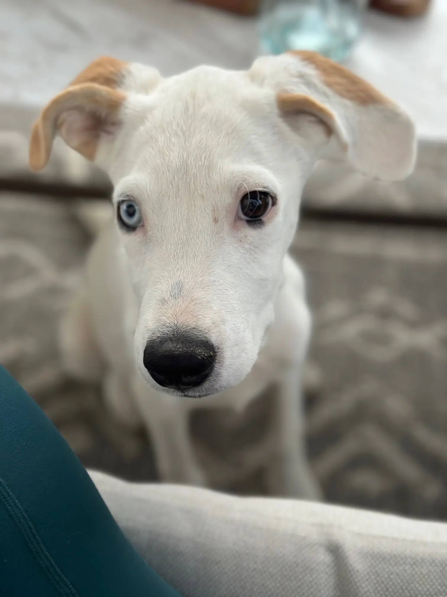 Newdle - Labrador Retriever