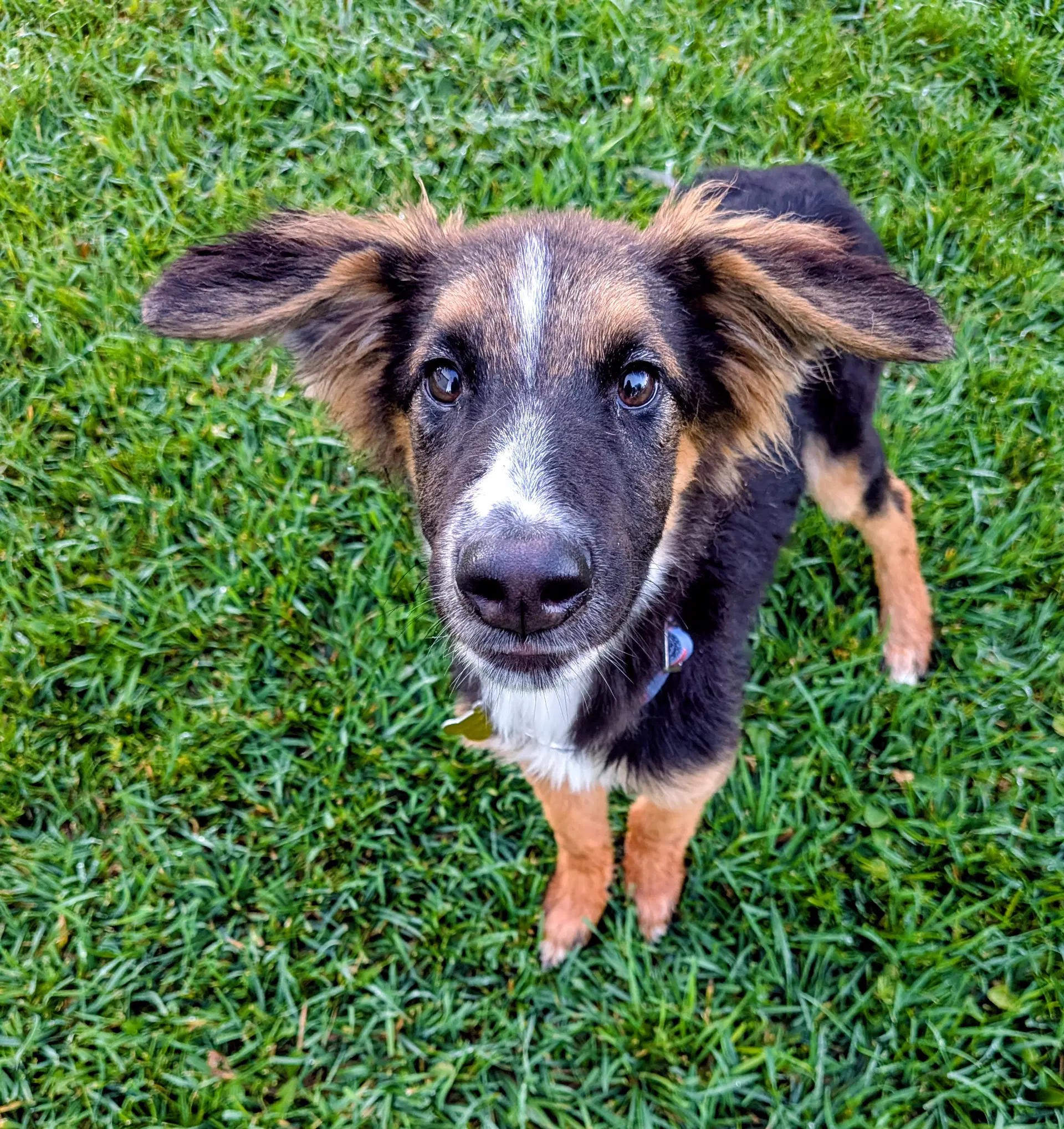 Avie Rose - Collie