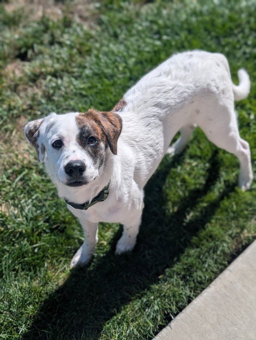 Erik, the phantom of the opera, a dog for adoption from Rescue Rovers Dog Adoptions