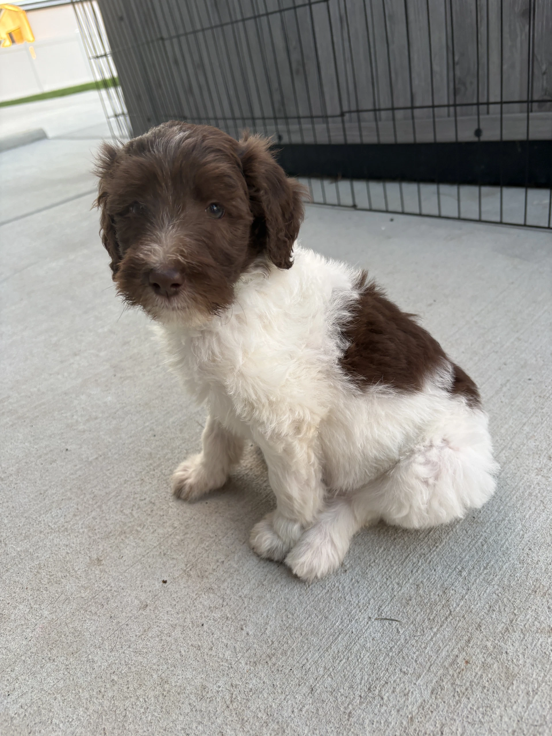 Brownie Bite