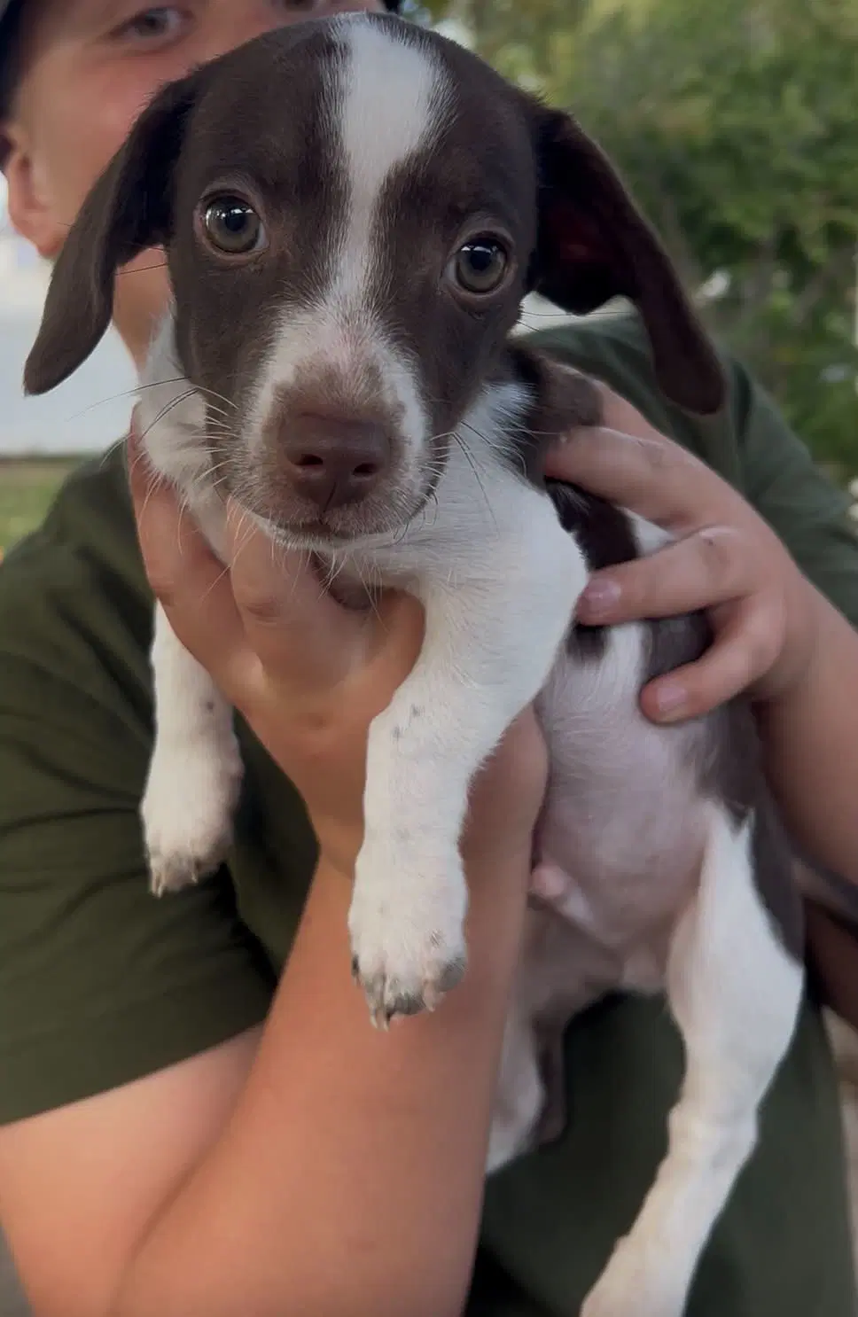 Wyoming - Dachshund
