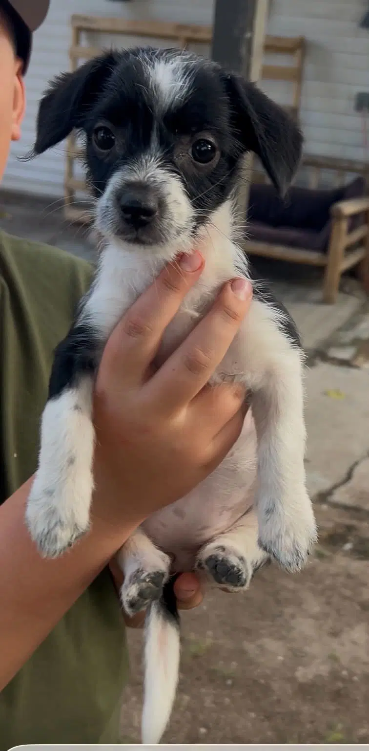 North Dakota - Dachshund