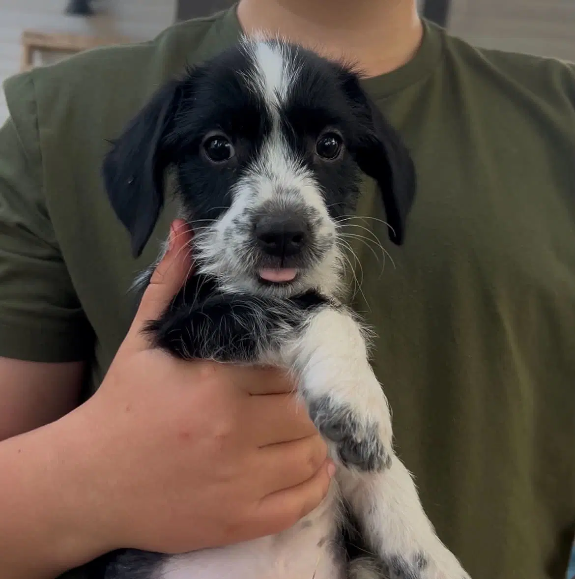 Utah - Dachshund