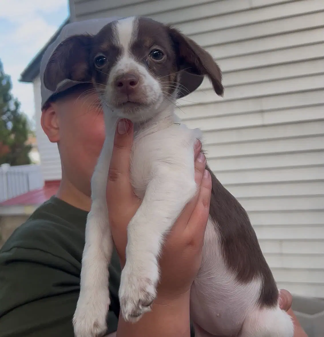 South Dakota - Dachshund