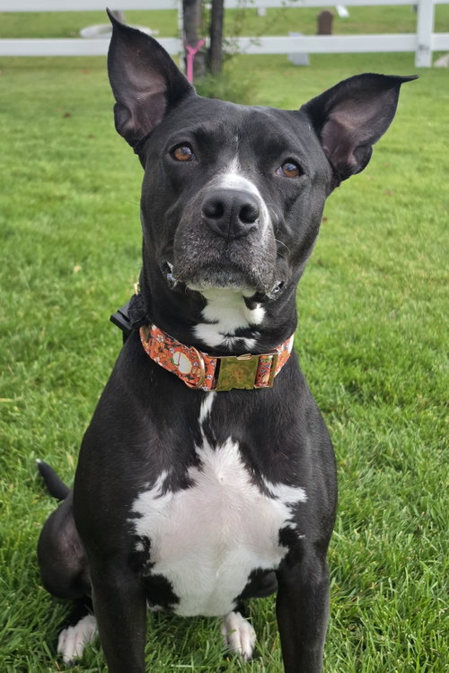 Sassy Marley, Pit Bull Terrier / Mixed (short coat)