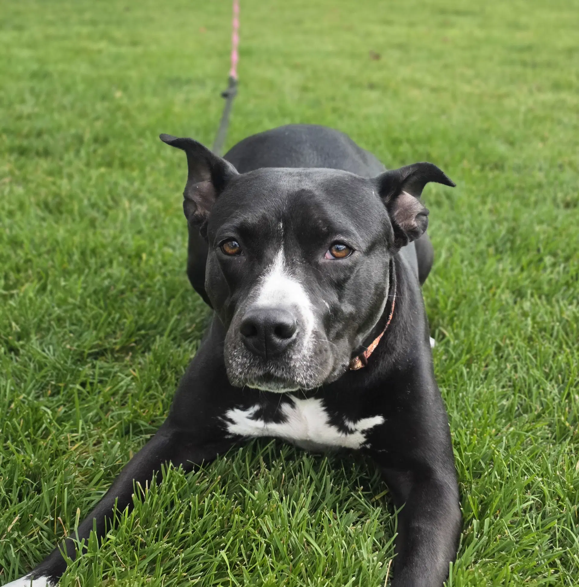 Sassy Marley image 4