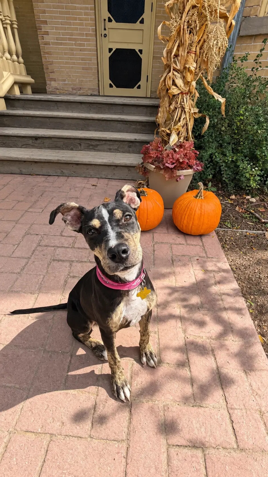 Sammy Star - Rat Terrier