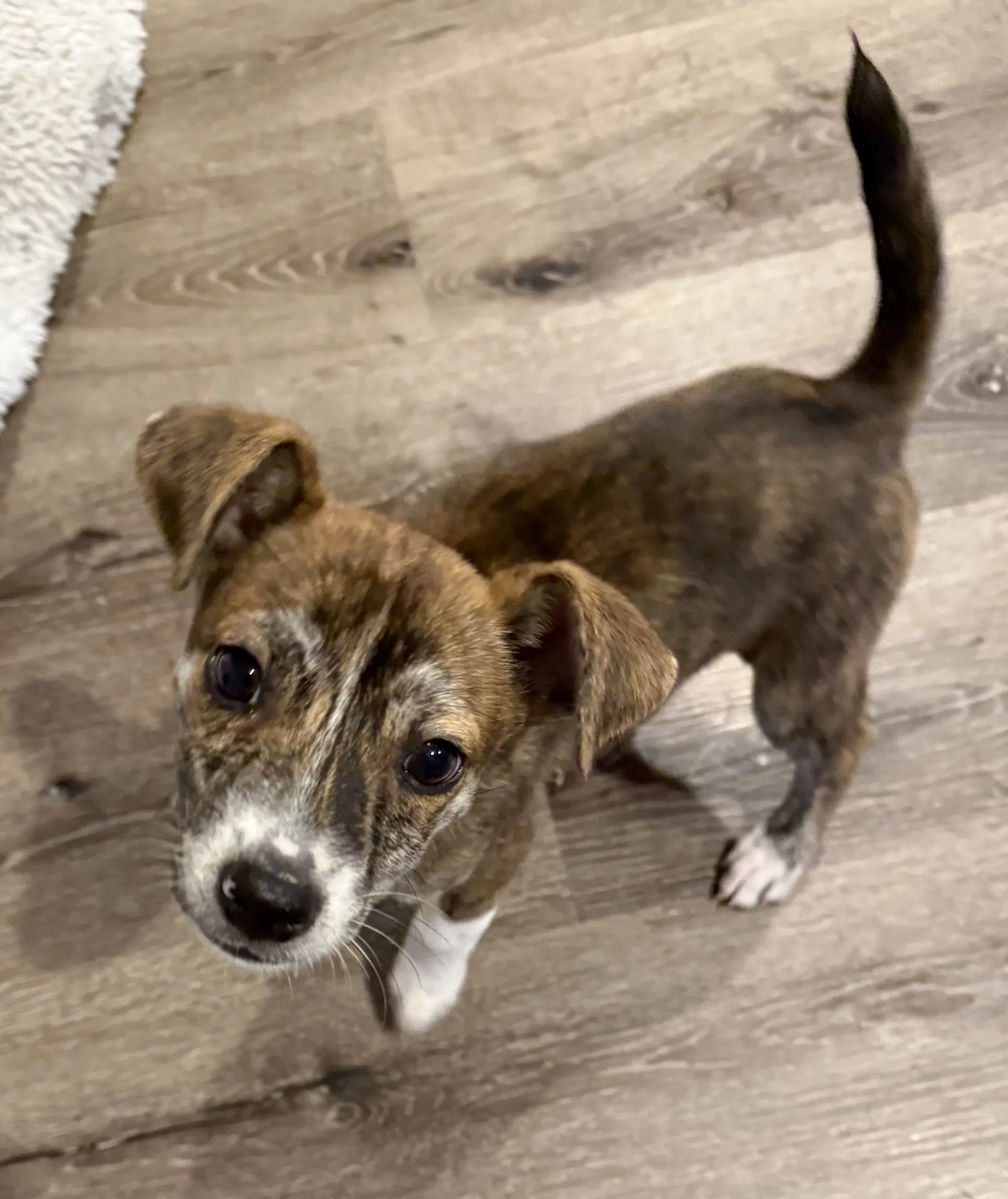 Zaya - Terrier