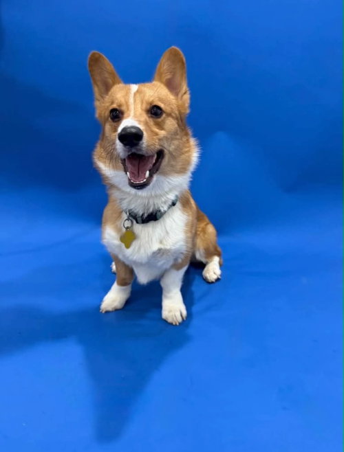 Cinnamon butter, Pembroke Welsh Corgi (medium coat)