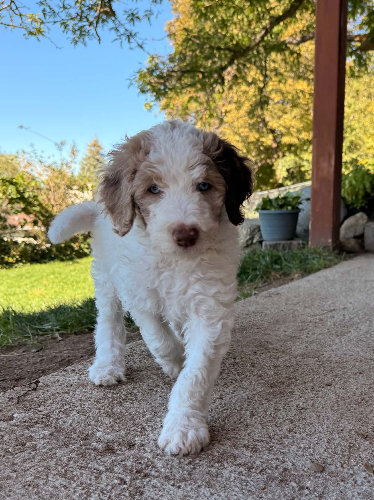 Mate - Australian Shepherd