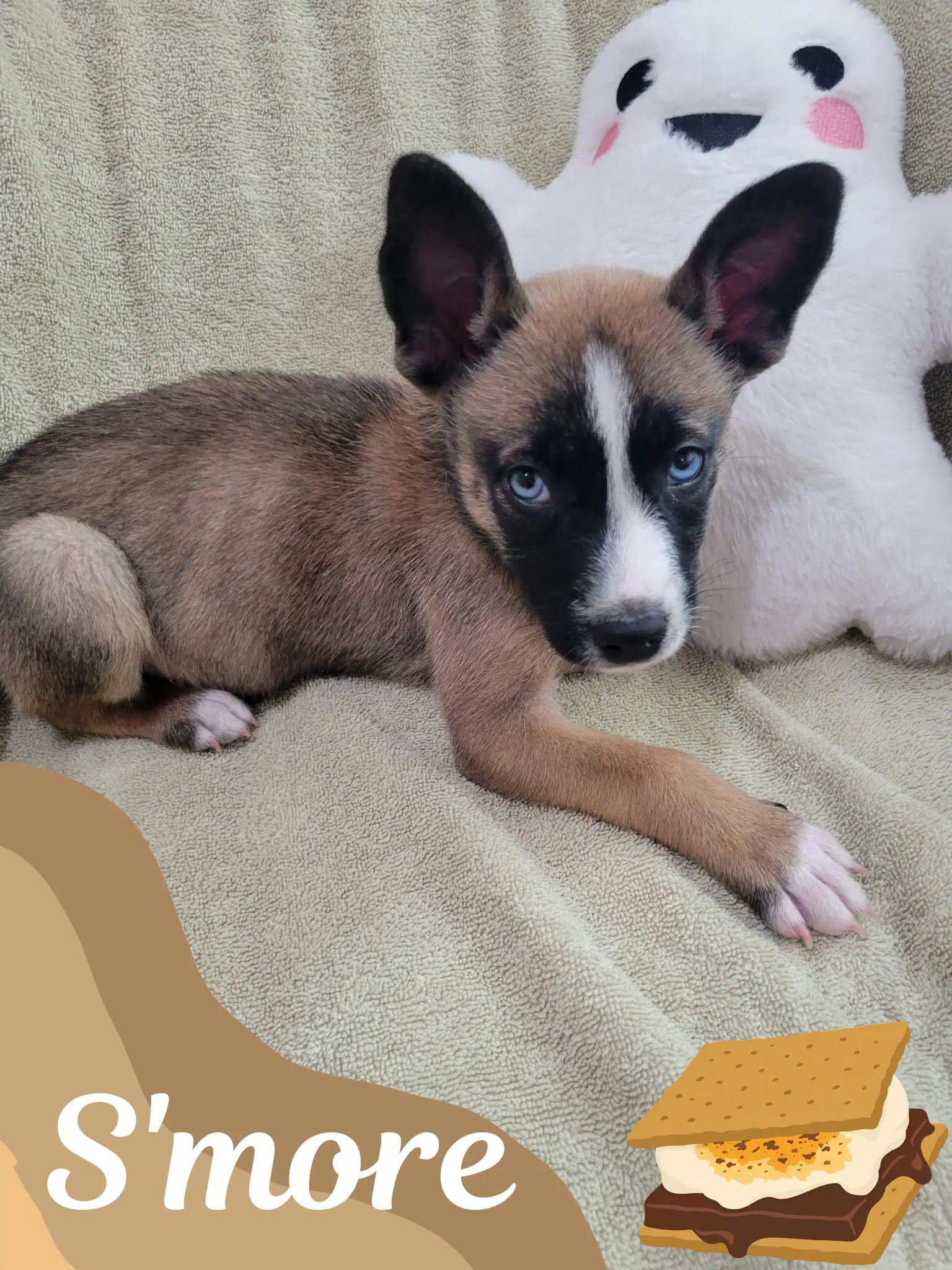S'more - Shepherd
