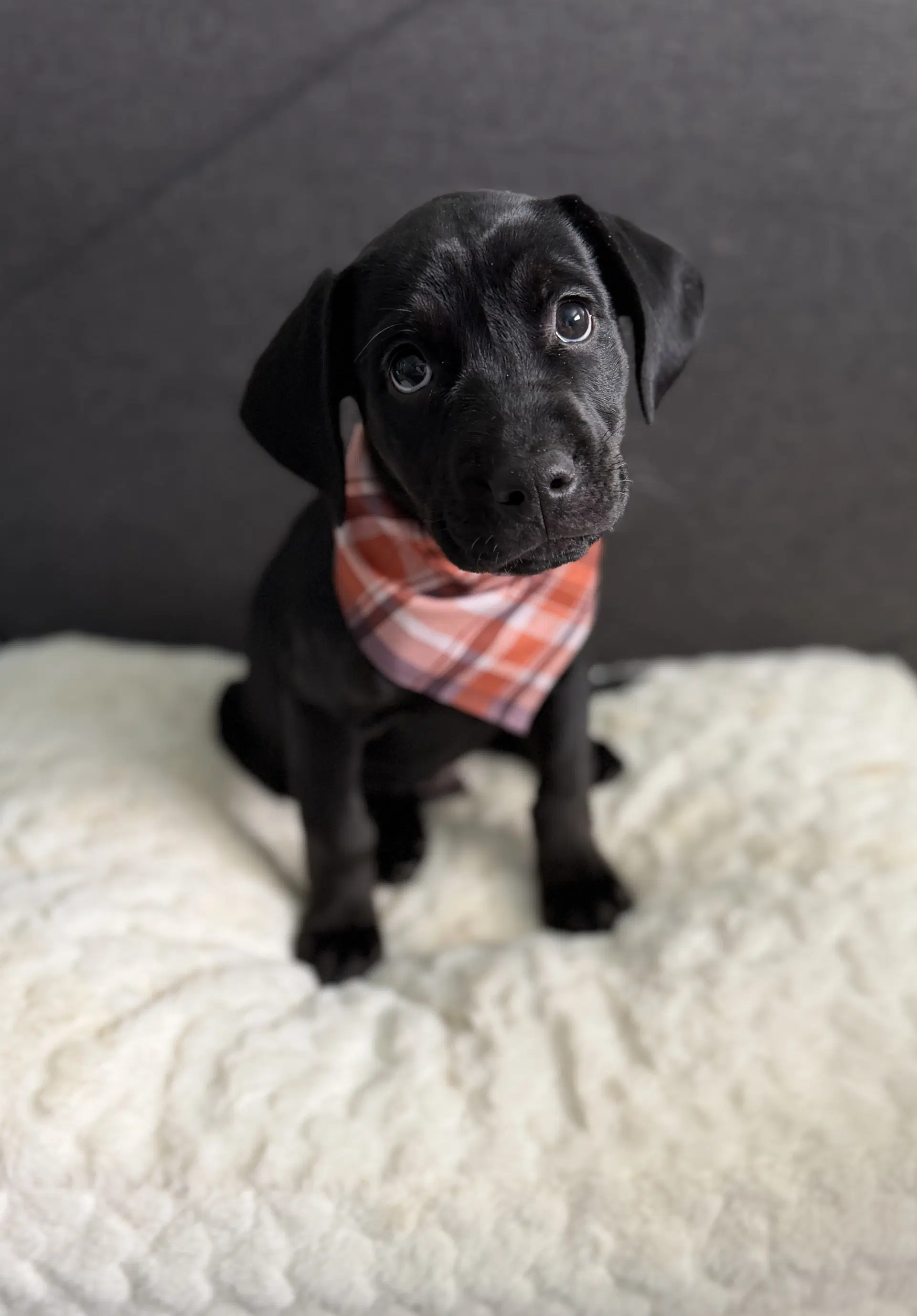 Banner - Labrador Retriever