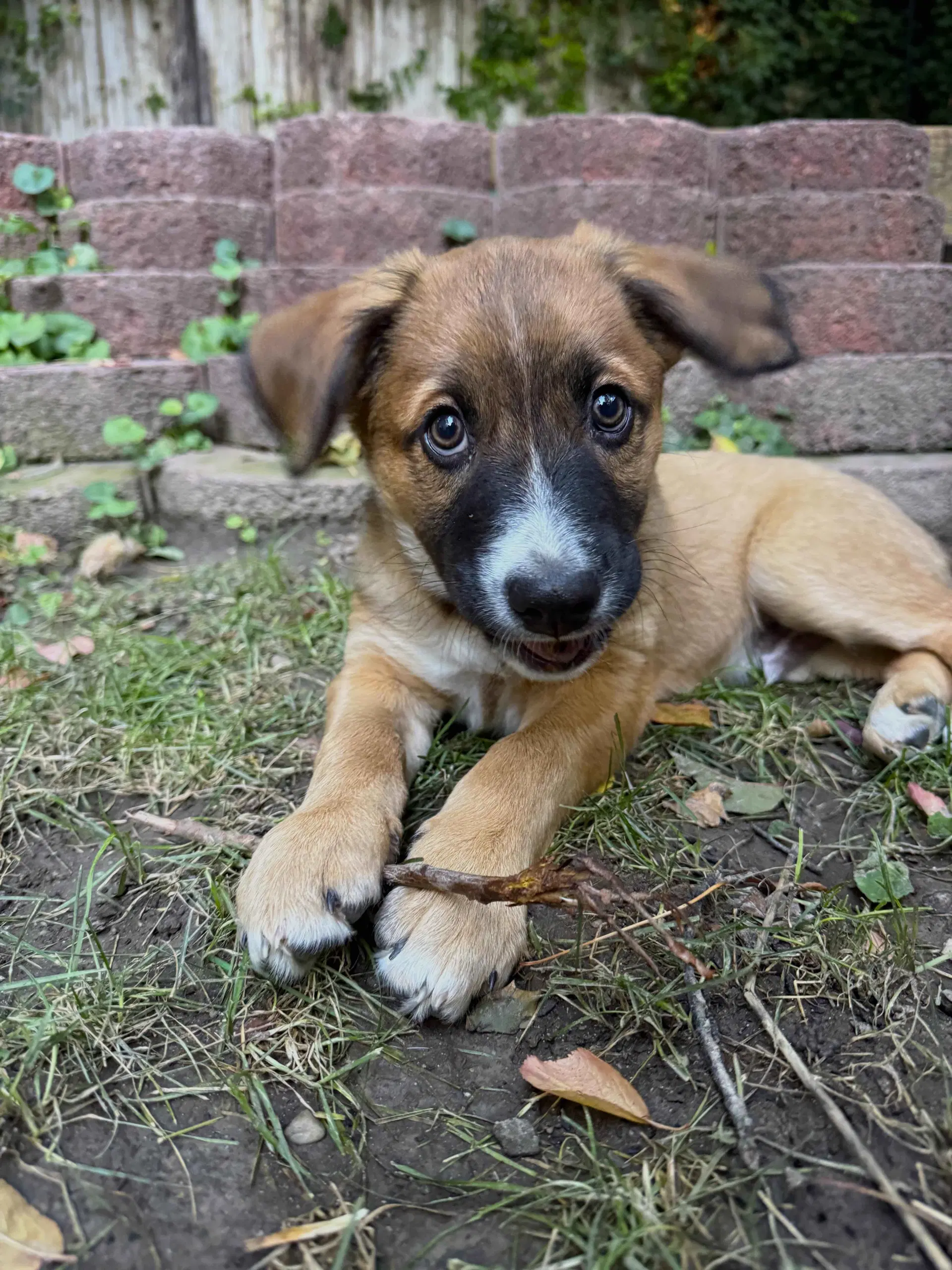 Raffi - Australian Shepherd