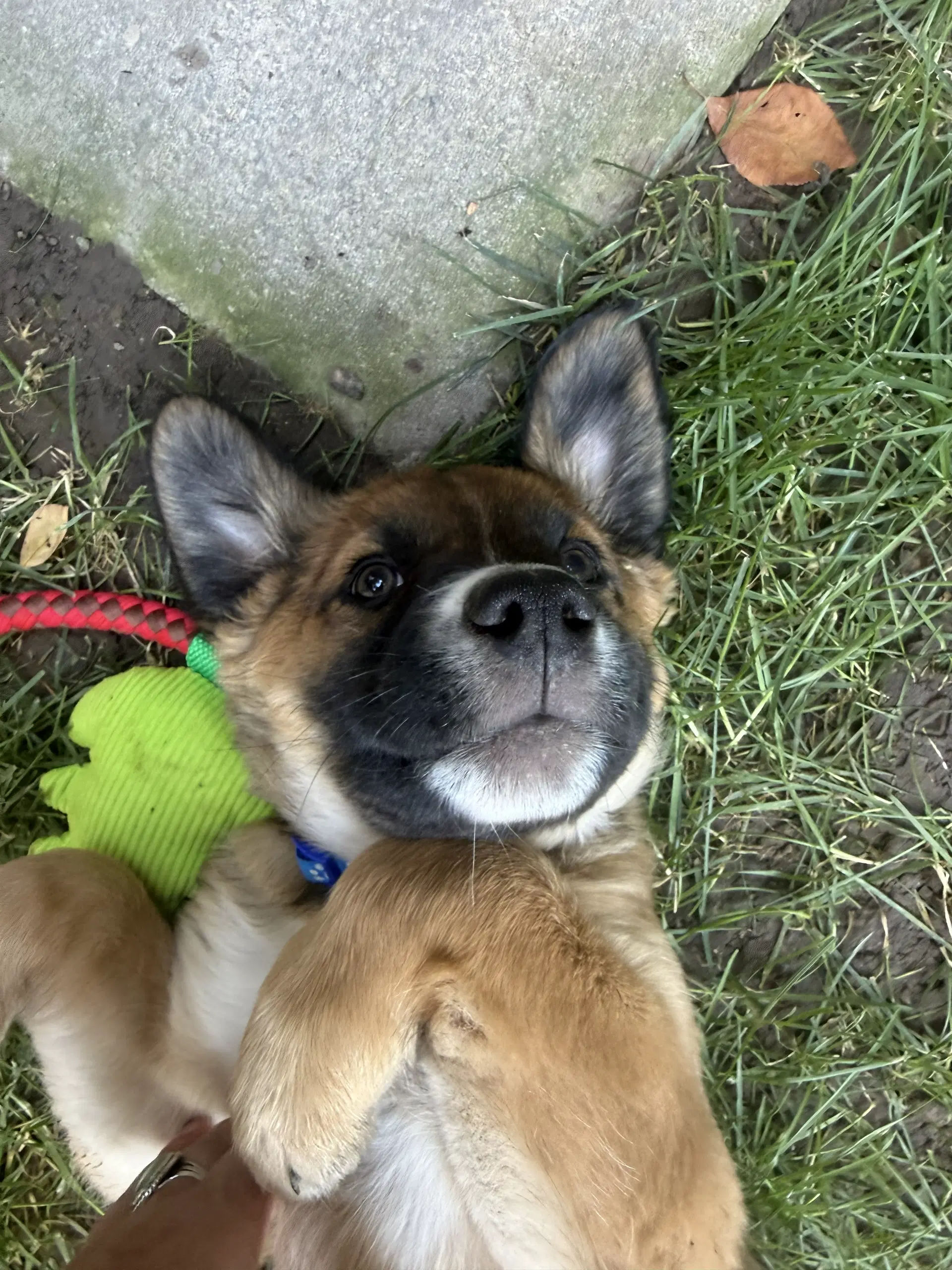 Raffi image 3