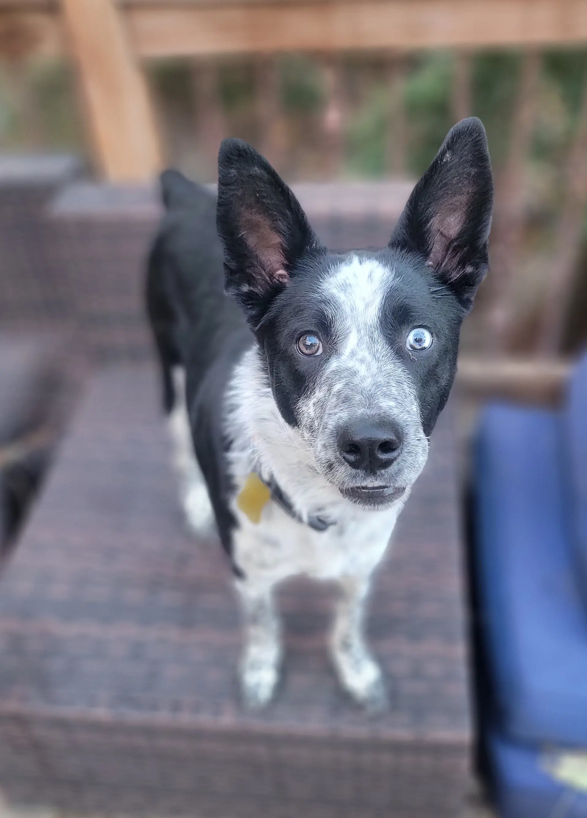 Ancel Adams - Cattle Dog