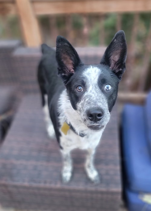 Ancel Adams, Cattle Dog / Mixed (medium coat)