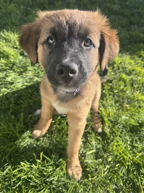 Luella