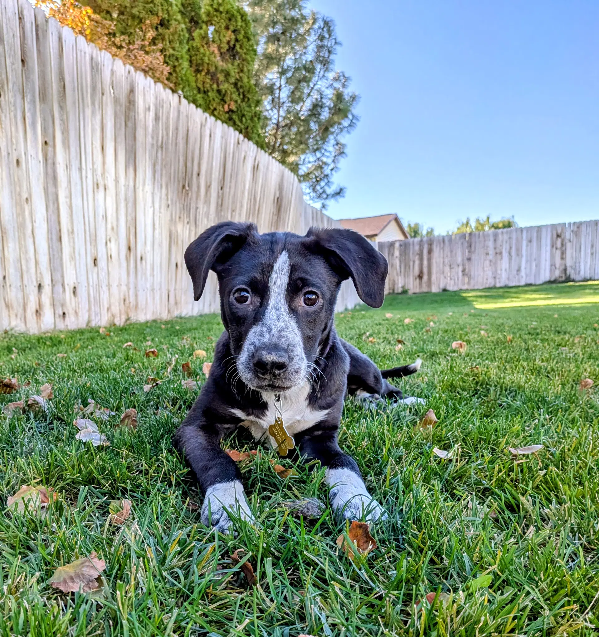 Aubrie - Australian Shepherd