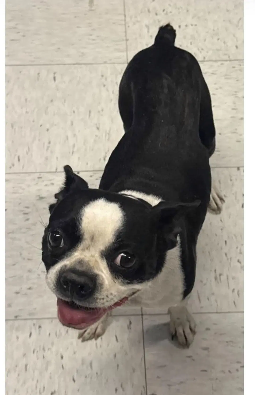 Johanna - Boston Terrier
