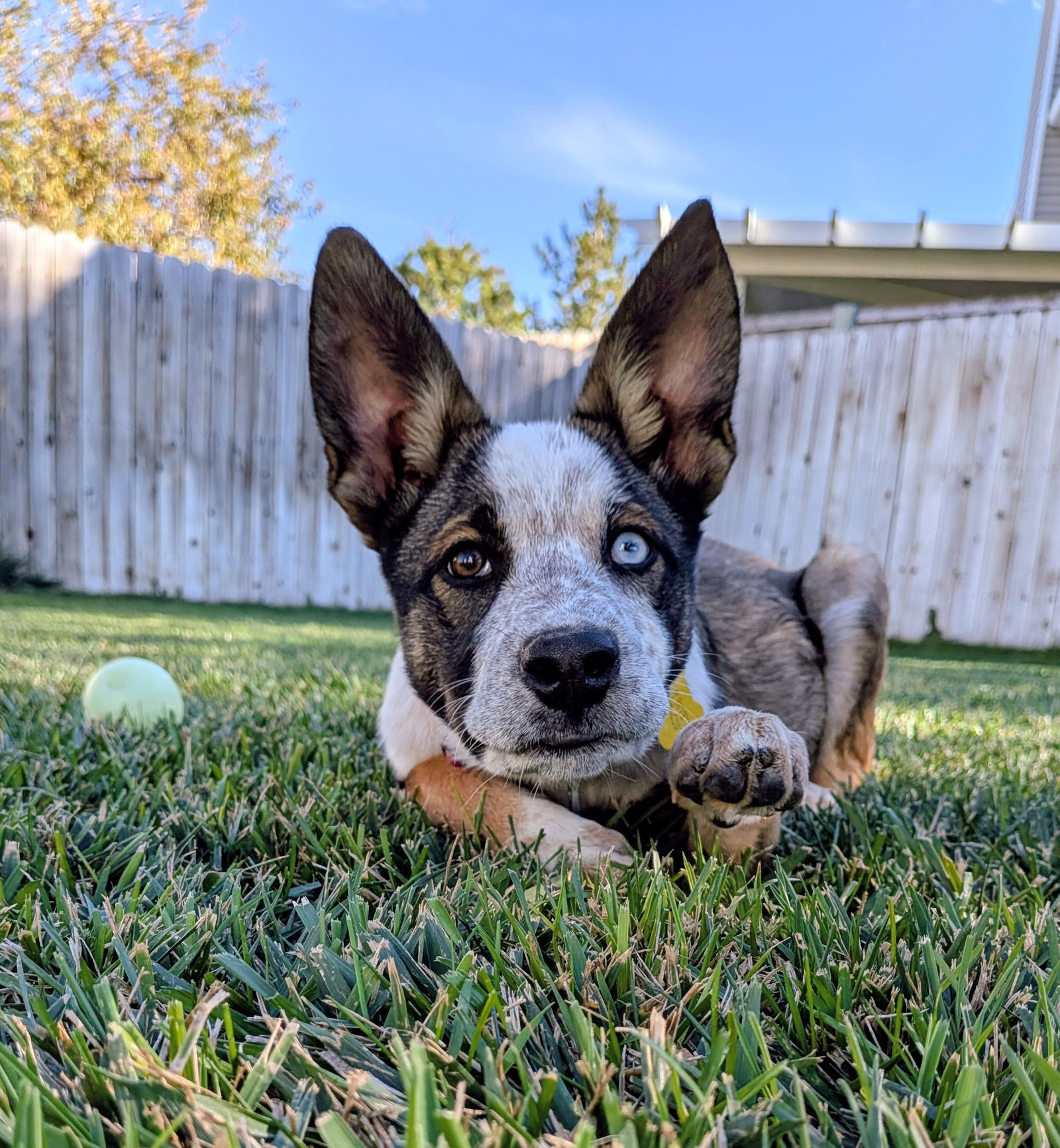 Adley Rae, photo 6