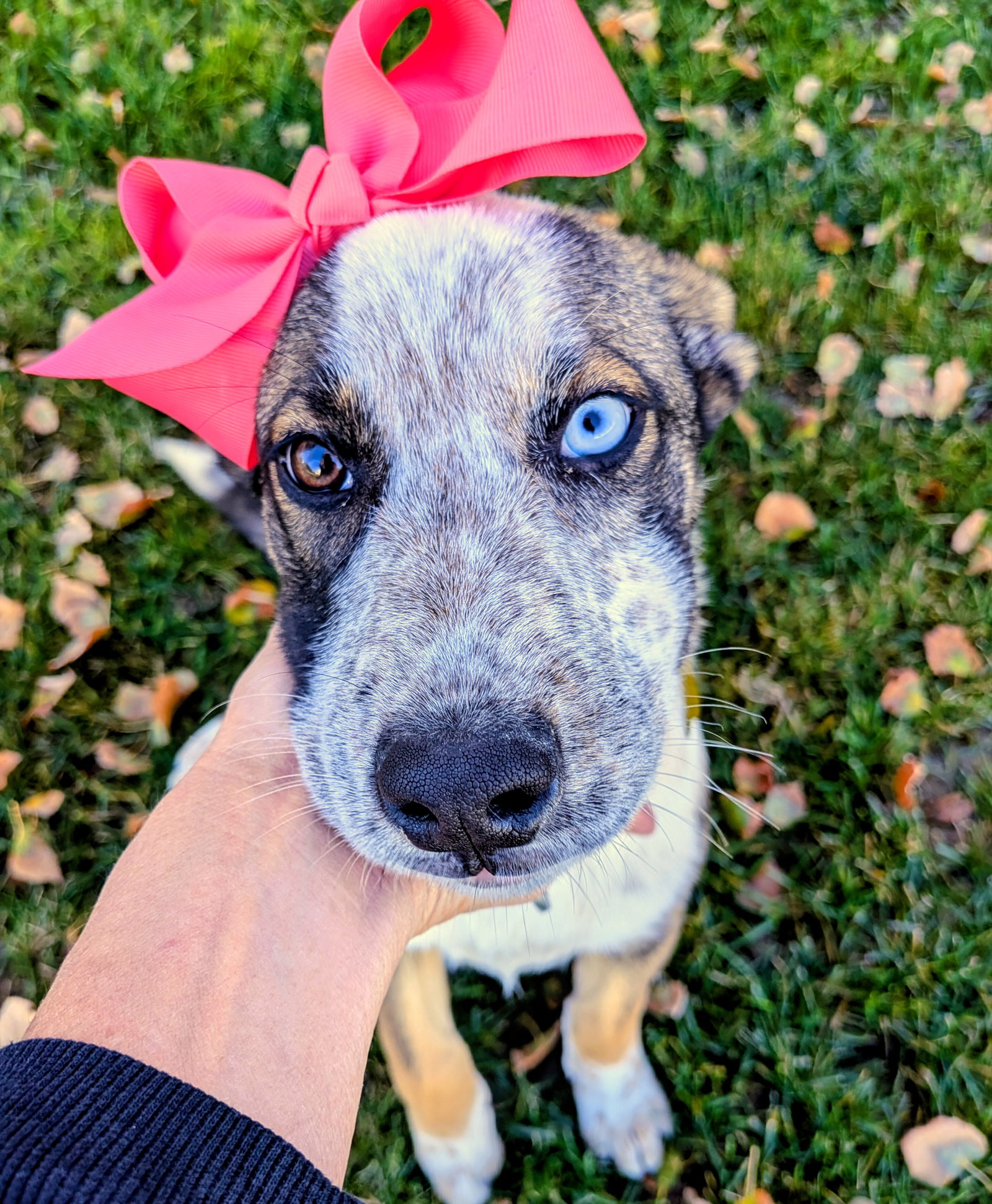 Adley Rae, photo 3