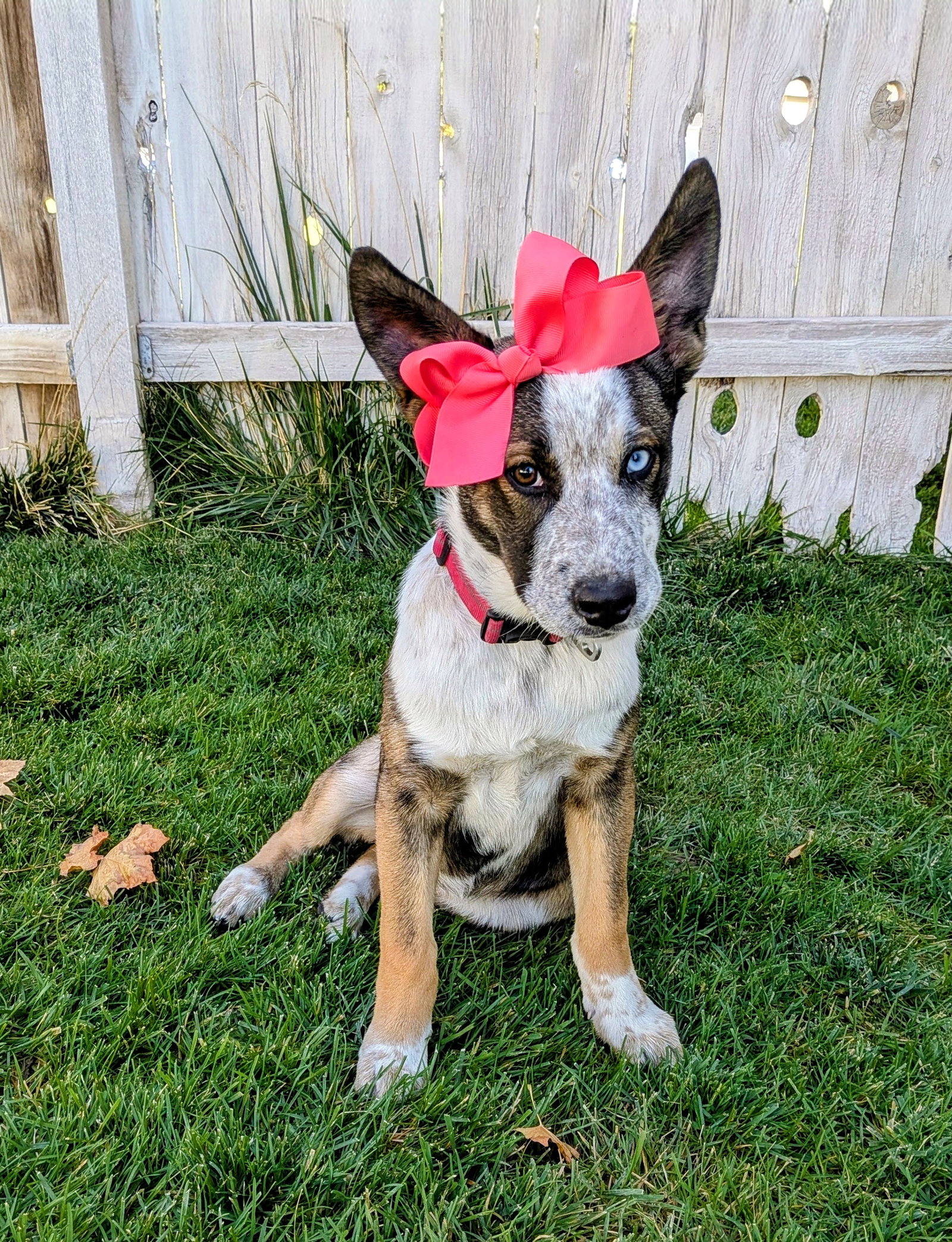 Adley Rae, photo 11